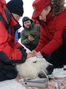 Remember when Putin seized the North Pole? This bear won't forget.