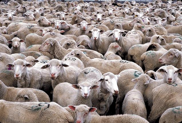 Sheep_Herd